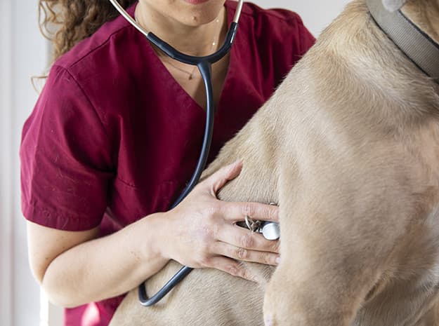 Vétérinaire auscultant un chien — Clinique Vétérinaire Saint-Éloi
