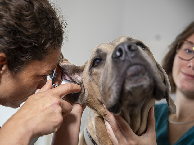 Vétérinaire examinant un animal — Clinique Vétérinaire Saint-Éloi