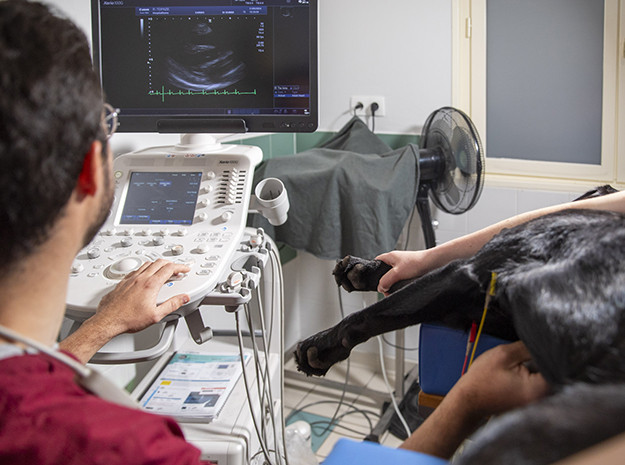 Échographie vétérinaire — Clinique Vétérinaire Saint-Éloi