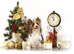 biewer Yorkshire terrier and Christmas Gift