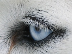 L'oeil d'un chien husky
