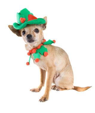 a tiny chihuahua dressed up as an elf
