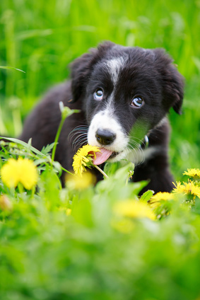 Border Collies